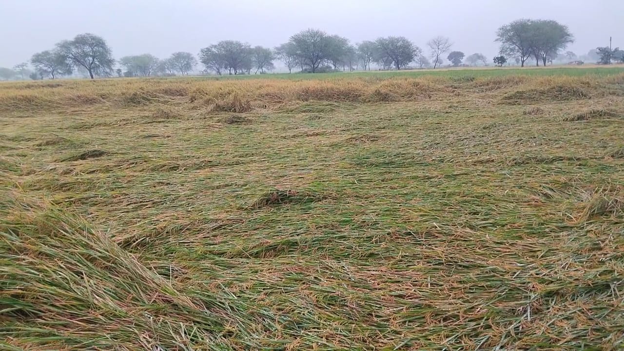 बारिश ने बढ़ाई किसानों की चिंता, खेतों में पड़ी धान की फसल भीगने से संकट गहराया IMG 20251030 WA0012